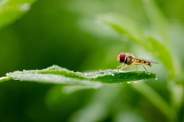 Insects